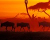 Wildebeast Migration Already Underway 1
