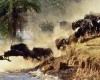 Wildebeast Migration Already Underway