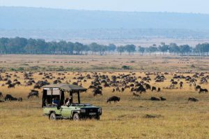 Wildebeast Migration Already Underway 2