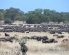 Wildebeast Migration Already Underway3